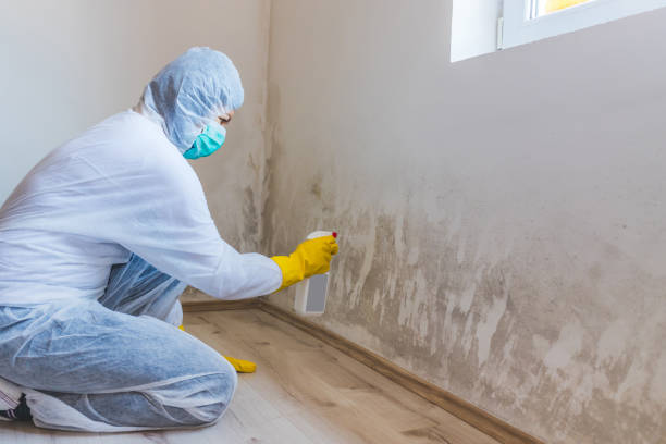 Licensed Basement Mold Remediation service in Demarest, NJ - Car Mold Remediation